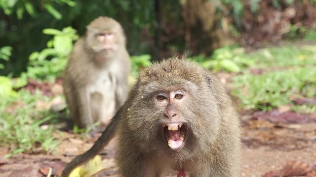 wild Macaque Monkey shows teeth to camera and try's to dominate