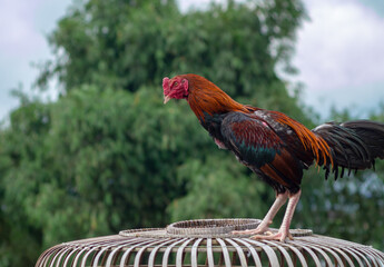 The Ayam Kampung is the chicken breed reported from Indonesia or Free-range chicken is a term in Indonesia for domestic chickens that are not handled by mass cultivation.
