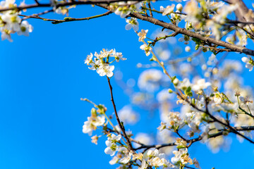 Blossoming tree branches due to spring. Beautiful blossom on nature background. Beautiful spring flowers on a tree branch. Close up of white wild prunus sp flowers