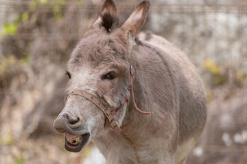 Fototapeta premium 面白い表情のロバ