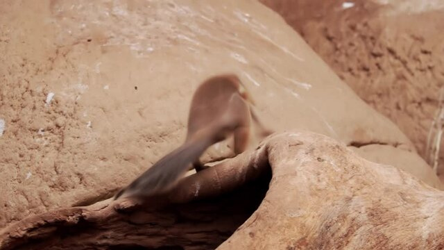 Close-up of a gopher sitting on a rock and then running away