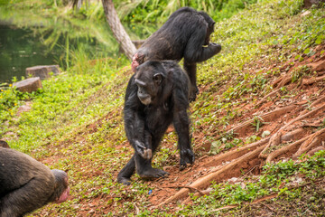 Obraz premium chimpanzee