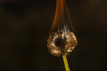 close up of a flower