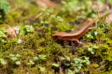 身近な生き物　ニホントカゲ