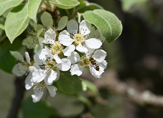 Birnenblüte mit Insekten