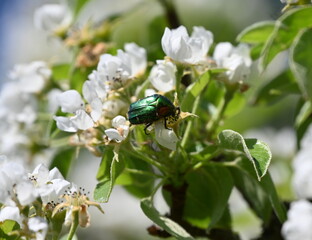 Birnenblüte mit Insekten