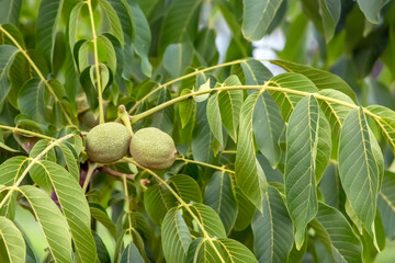 Fototapeta premium Green unripe walnuts hang on a green branch.