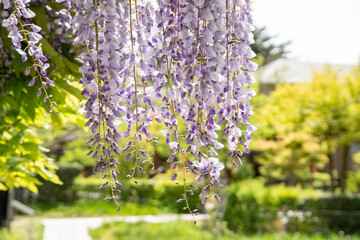 新緑バックの藤の花