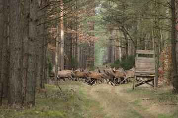 viele Hirschkühe überqueren einen Waldweg