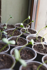 Cucumber seedlings are prepared for greenhouse planting. Home gardening concept.