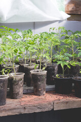 Tomato seedlings prepared for greenhouse planting. Home gardening concept.