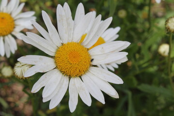 Fototapeta premium daisy view from above. Medicinal plant. White flower with yellow middle