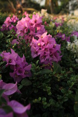 flowers in the garden