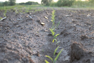 seedlings planting. The new life of the plant. agriculture. farming. It's a breeding. spring. New life