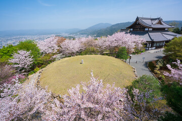京都　将軍塚青龍殿の桜