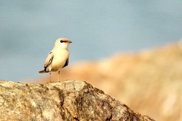 Oriental Pratincole- Glareola maldivarum, Bhadra tiger reserve, Karnataka India