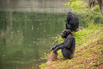 chimpanzee
