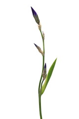 Purple Iris flower bud isolated on white background with clipping path