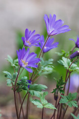 Anemone blanda Grecian winter windflower flowers in bloom, beautiful ornamental blue purple violet plant in bloom in springtime