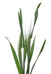 Green unripe young ears of wheat isolated on white background with clipping path