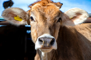Brown cow in farm. Some nosy cows. Funny cow looking at the camera