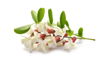 Acacia flowers and leaves (black locust) isolated on white background, Robinia pseudoacacia (White acacia)