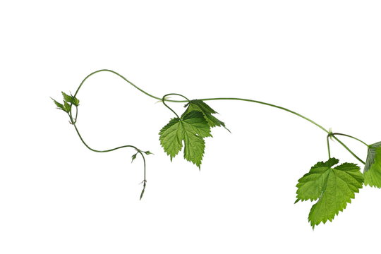 Wild blackberry vine with leaves isolated on white background with clipping path