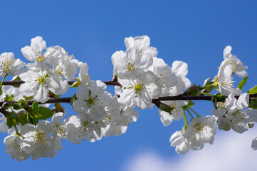 Prunus cerasus flowering tree flowers, group of beautiful white petals tart dwarf cherry flowers in bloom