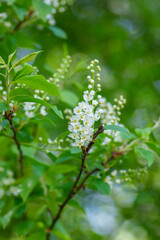 Prunus padus white flowering bird cherry hackberry tree, hagberry mayday tree in bloom, ornamental park flowers on branches