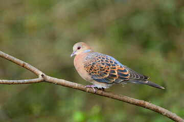 Oriental Turtle Dove- Streptopelia orientalis, Sattal, Uttarakhand, India