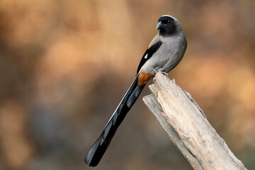 Grey Treepie or Himalayan Treepie - Dendrocitta formosae , Sattal, Uttarakhand, India