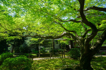 京都　青蓮院門跡の新緑