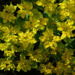 cushion spurge  flowering euphorbia epithymoides alpine plant