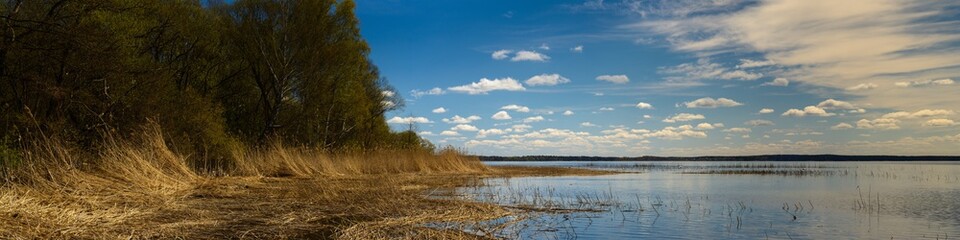 beautiful spring landscape. picturesque wide panoramic view of a large lake with coastal trees and dry reeds in shallow water under a blue cloudy sky in good weather. Naroch, Belarus