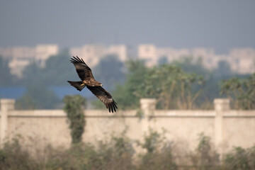 Black Kite, Milvus migrans, Rajarhat, Kolkata, West Bengal, India