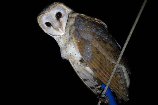 Barn Owl, Tyto alba, Egra, Purba Medinipur, West Bengal, India