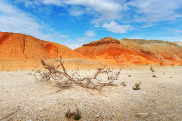 Hills of ancient multi-colored sediments, dried driftwood and deserted steppe meadows, red yellow and white clay, erosion, desert vegetation. View of the Altyn-Emel park in Kazakhstan