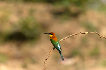 Fototapeta premium Chestnut headed bee eater, Merops leschenaulti, Khisma Forest, Nadia, West Bengal, India_.CR3