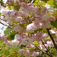 Crab Apple Spring Blossom