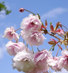 Crab Apple Spring Blossom