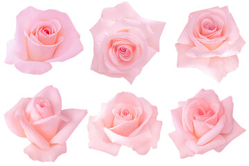 Pink rose on white background. Photo with clipping path.