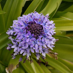 scilla peruviana Portuguese squill Flowering Plant