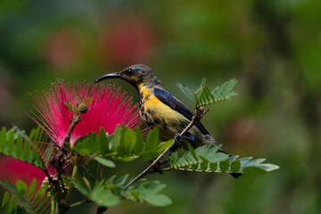 Purple sunbird, Cinnyris asiaticus,Female, Central Park, Kolkata West Bengal, India