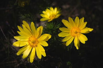 yellow flowers in the garden