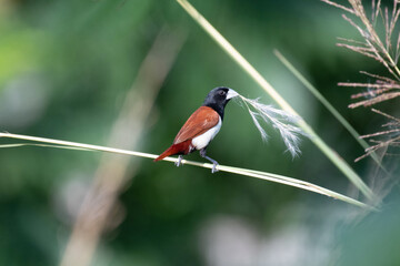 Tricoloured munia, Lonchura malacca, Rajarhat, Kolkata, West Bengal, India