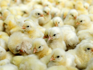 Group of yellow chicks crowded together