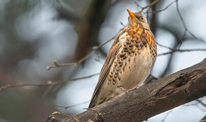 Fieldfare Sitting on a branch in the botanical garden.
