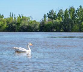 A group of geese walking through the forest by the river. White goose leader male spring summer outdoor recreation. Pets birds