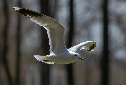 Common gull (Larus canus) in flight over pond