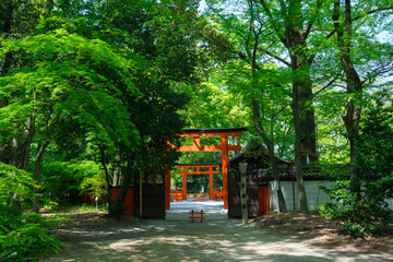 京都　下鴨神社の摂社　河合神社の鳥居と新緑